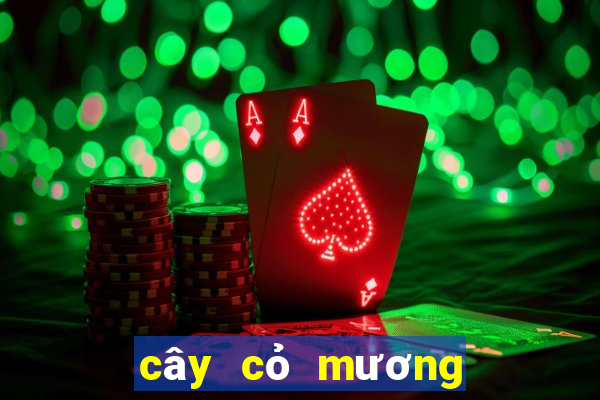 cây cỏ mương chữa dạ dày