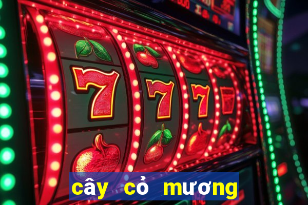 cây cỏ mương chữa dạ dày