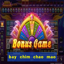 bay chim chao mao dit vang