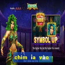 chim ỉa vào người là điềm gì