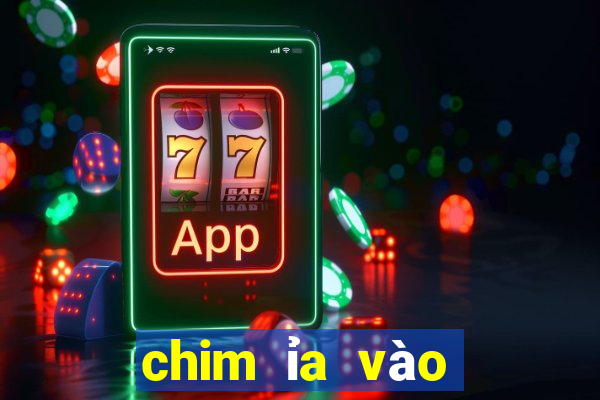 chim ỉa vào người là điềm gì