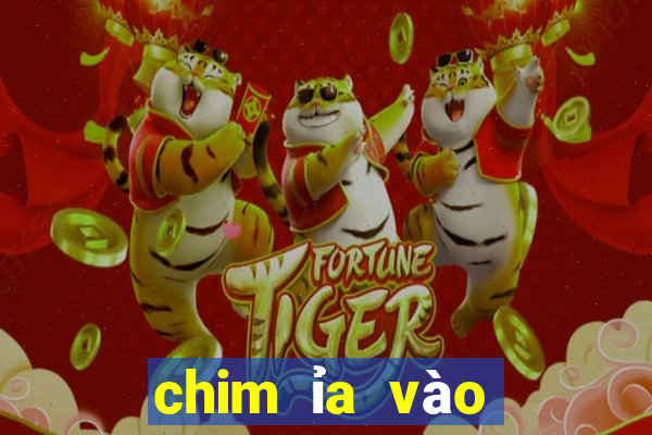 chim ỉa vào người là điềm gì