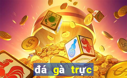 đá gà trực tiếp casino mộc bài