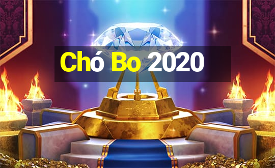 Chó Bo 2020