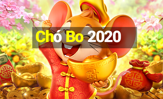 Chó Bo 2020