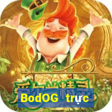 BodOG trực tuyến chó