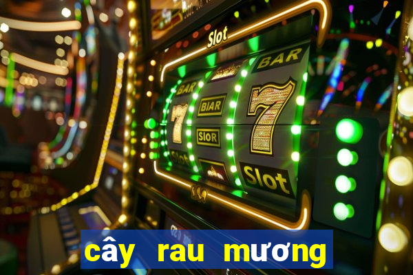 cây rau mương trị hp