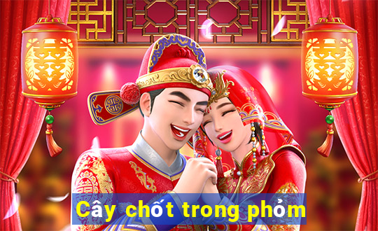 Cây chốt trong phỏm