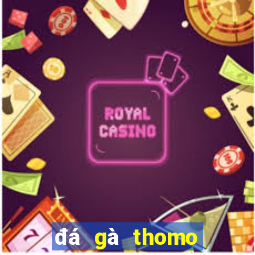 đá gà thomo ngày 15 tháng 05