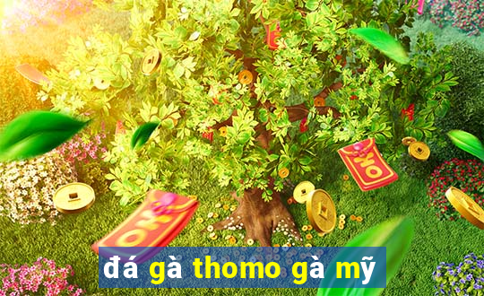 đá gà thomo gà mỹ