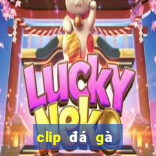 clip đá gà thomo hôm nay