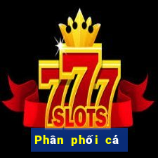 Phân phối cá có thể lên xuống