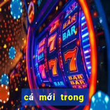 cá mới trong play together