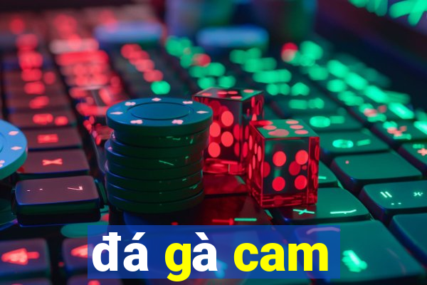 đá gà cam