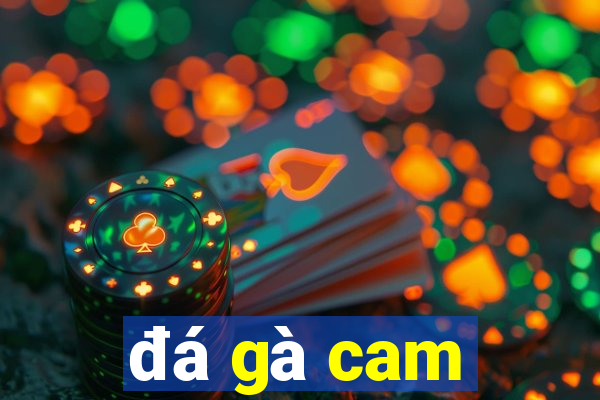 đá gà cam