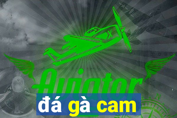 đá gà cam