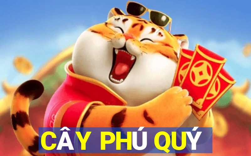 CÂY PHÚ QUÝ