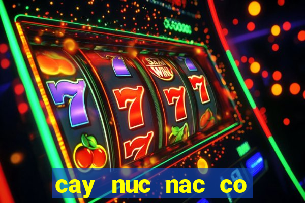 cay nuc nac co tac dung gi