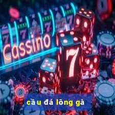 cầu đá lông gà