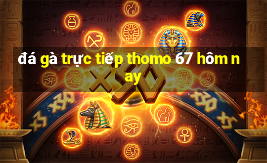 đá gà trực tiếp thomo 67 hôm nay