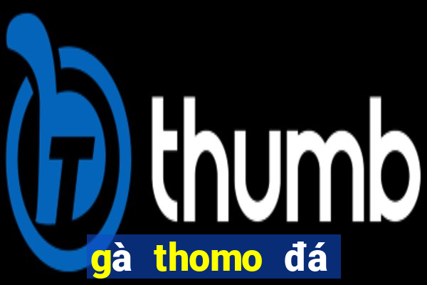 gà thomo đá trực tiếp