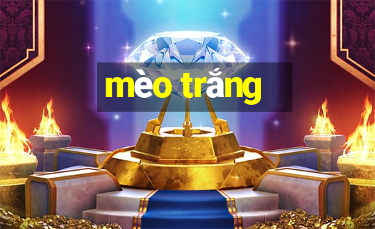 mèo trắng