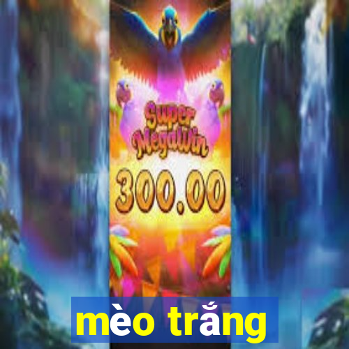 mèo trắng