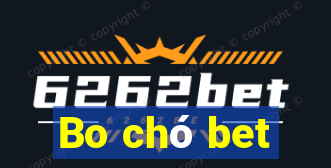 Bo chó bet