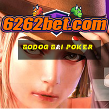 bodOG bài poker