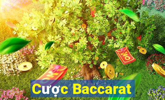 Cược Baccarat