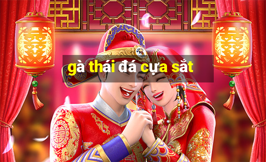 gà thái đá cựa sắt