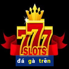 đá gà trên casino trực tiếp