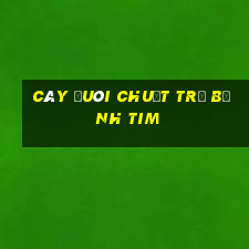 cây đuôi chuột trị bệnh tim