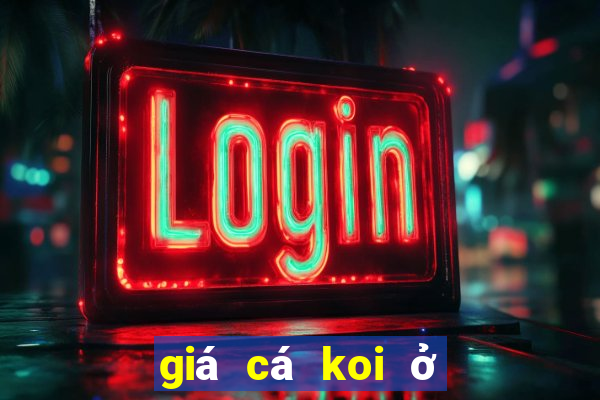 giá cá koi ở việt nam