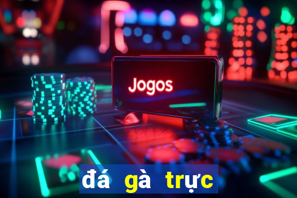 đá gà trực tiếp ca cuoc