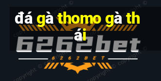 đá gà thomo gà thái