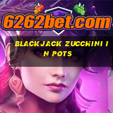 blackjack zucchini in pots