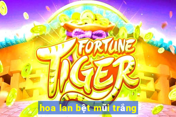 hoa lan bệt mũi trắng