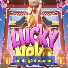 coi đá gà ở casino