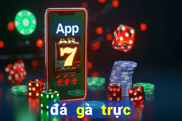 đá gà trực tiếp trường 67