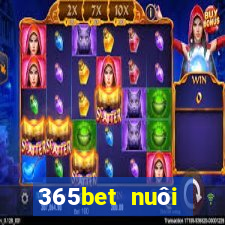 365bet nuôi dưỡng Châu Á