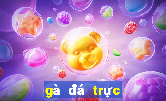 gà đá trực tiếp thomo