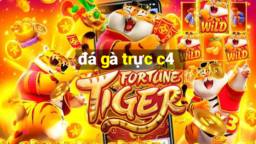 đá gà trực c4