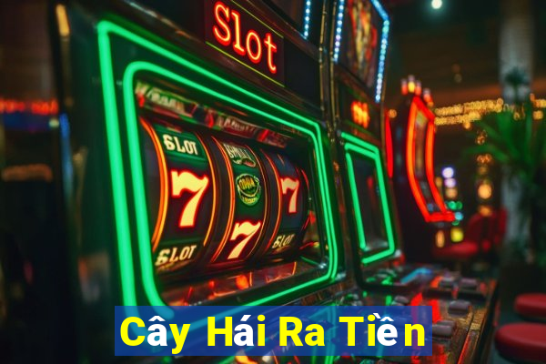 Cây Hái Ra Tiền