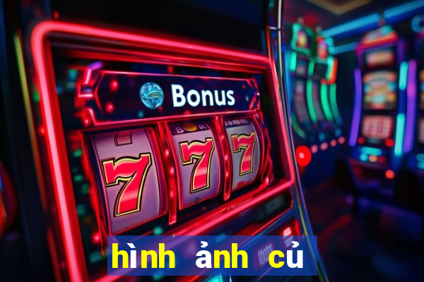 hình ảnh củ địa liền