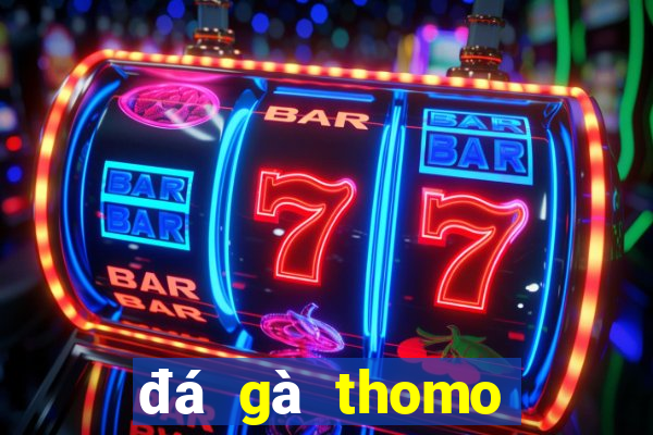 đá gà thomo hôm nay