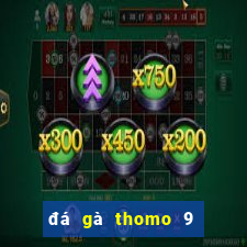 đá gà thomo 9 tháng 12