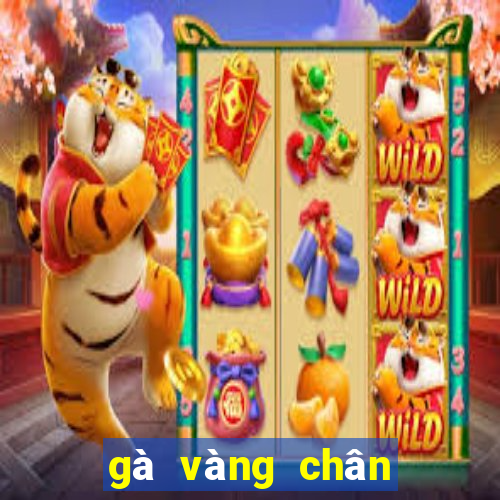 gà vàng chân xanh mạng gì