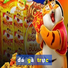 đá gà trực tiếp c3