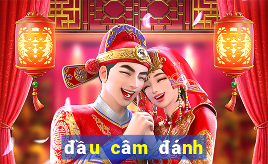 đầu câm đánh con gì